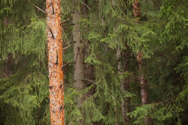 İtalyan Alpleri 'nin tipik bir çam ormanının içinde