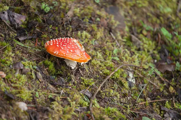 Jovem Amanita Muscaria Cresceu Dentro Uma Floresta Dolomites Itália — Fotografia de Stock