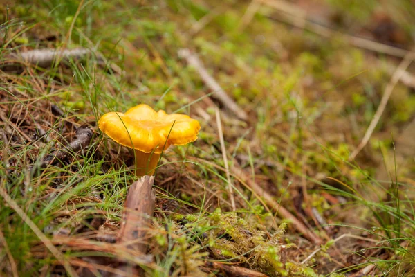 Svamp Som Vuxit Upp Skog Dolomiterna Italien — Stockfoto