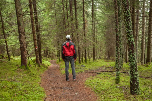 Vandrare Vandrar Ensam Bland Skogen Molnig Dag — Stockfoto