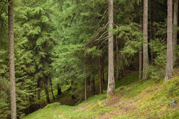 Wewnątrz Typowego Sosnowego Lasu Alp Włoskich — Zdjęcie stockowe