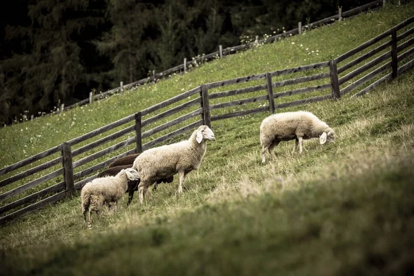 Flock Sheep Italian Mountain Pasture — Stock Photo, Image