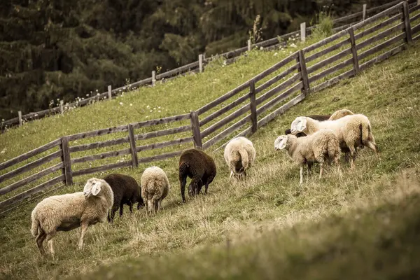 Flock Sheep Italian Mountain Pasture — Stock Photo, Image