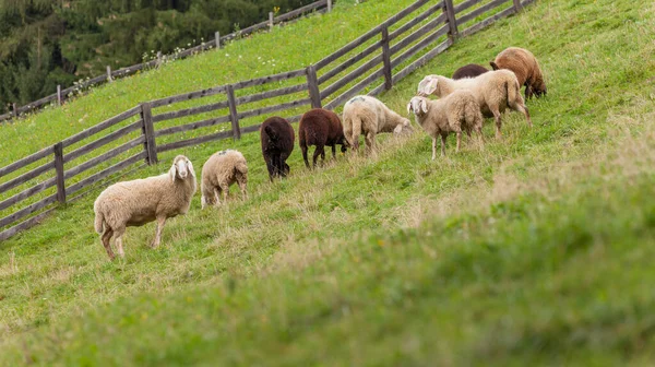 Flock Sheep Italian Mountain Pasture — Stock Photo, Image