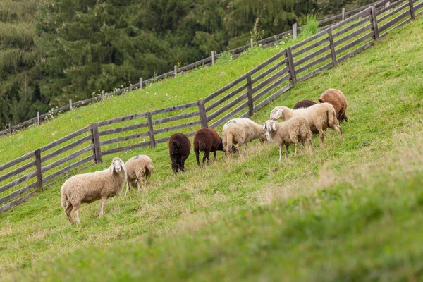 Flock Sheep Italian Mountain Pasture — Stock Photo, Image