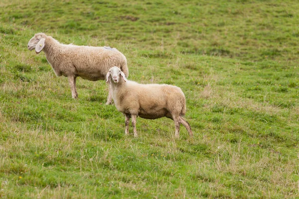 イタリアの山の牧草地で羊の群れが — ストック写真