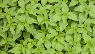 Doğal ısırgan otları, homeopati sağlık hizmetleri için doğal malzeme olarak kullanılır.