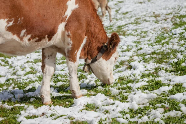 Μια Καφέ Αλπική Αγελάδα Ένα Καταπράσινο Λιβάδι Καλυμμένο Χιόνι Στην — Φωτογραφία Αρχείου
