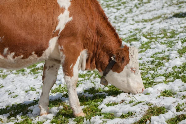 Brązowa Krowa Alpejska Zielonym Pastwisku Pokryta Śniegiem Rejonie Dolomitów — Zdjęcie stockowe