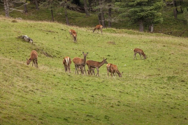 Group Young Deers Green Alpine Pasture — Stock Photo, Image