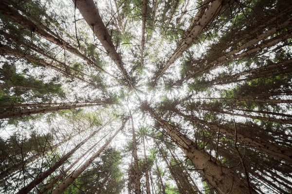 Une Journée Nuageuse Dessus Une Forêt Montagne Italienne — Photo