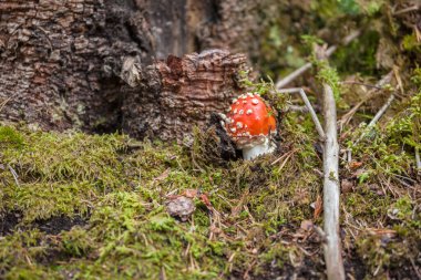 Genç Amanita Muscaria Dolomites 'te (İtalya) bir ormanda büyüdü.)
