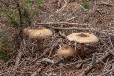 Mantarlar (makrolepiota procera) Dolomitler 'de bir ormanda yetişmiştir.