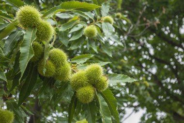 Sezon başında kestane ağacı