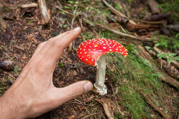 Genç Amanita Muscaria Dolomites 'te (İtalya) bir ormanda büyüdü.)