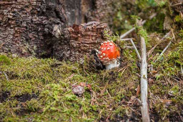 年轻的Amanita Muscaria生长在意大利Dolomites的森林里 — 图库照片