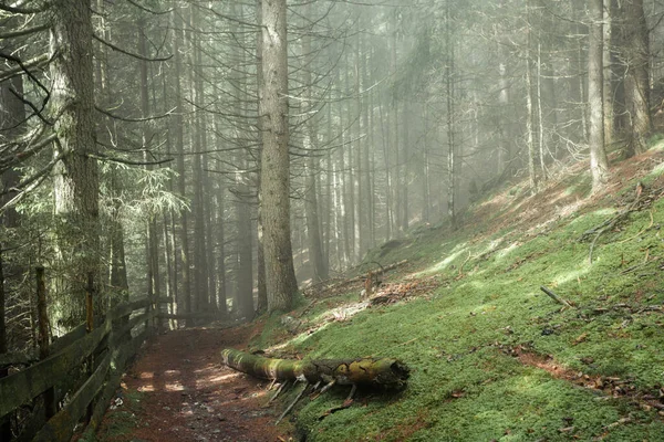 Une Journée Brumeuse Dans Une Forêt Conifères Montagne Italienne — Photo