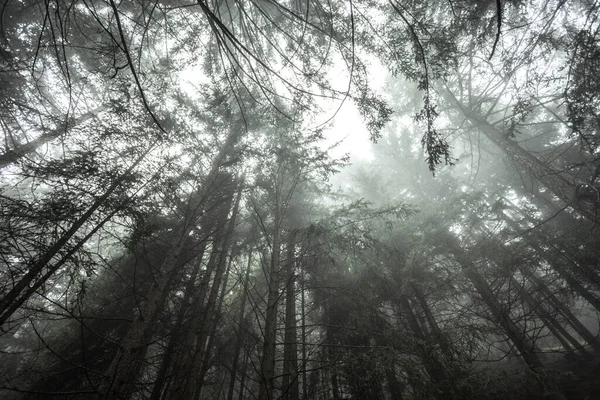 Une Journée Brumeuse Dans Une Forêt Conifères Montagne Italienne — Photo