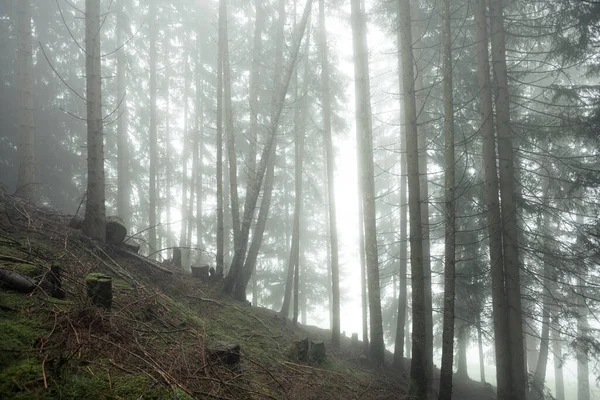 Una Giornata Nebbiosa Una Foresta Conifere Montagna Italiana — Foto Stock