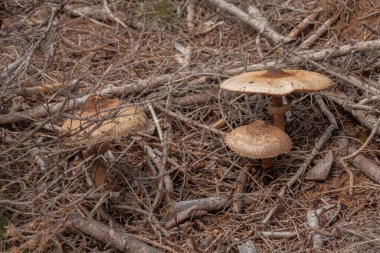 Mantarlar (makrolepiota procera) Dolomitler 'de bir ormanda yetişmiştir.
