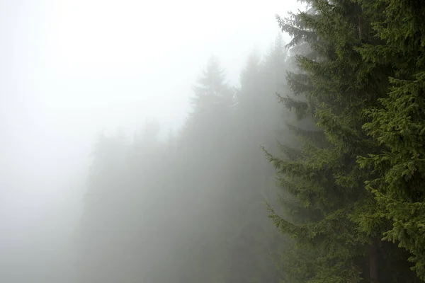 Talyan Bir Dağ Kozalaklı Ormanında Sisli Bir Gün — Stok fotoğraf