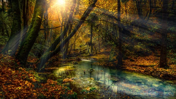 Tortum akışında orman