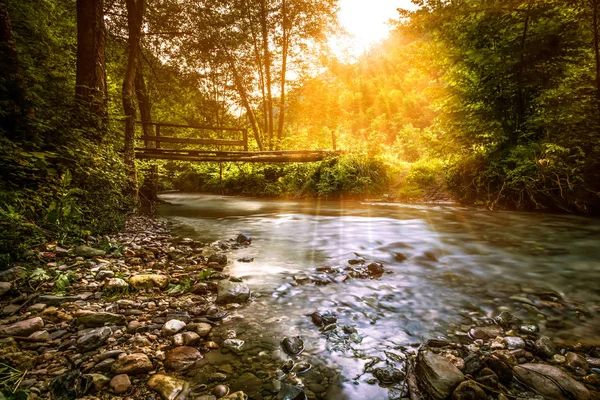 Tortum akışında orman