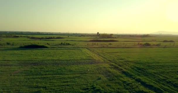 Вид с воздуха на бег оленей на зеленом поле весной — стоковое видео
