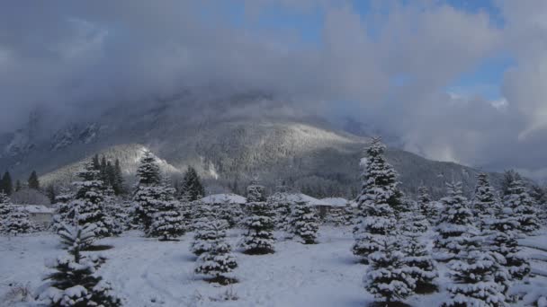 Granja de árboles de Navidad nevado — Vídeo de stock