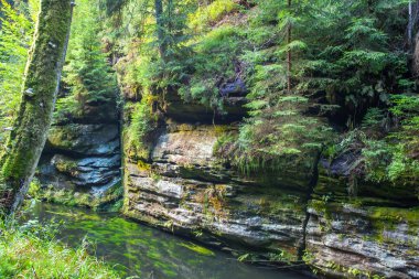 Kanyon manzarası ve yollar Kamnitz Gorge bohem İsviçre
