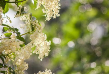 yeşil ve yağmurlu arka plan üzerinde mürver çiçekleri