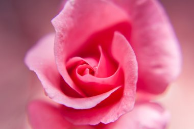 Gül çiçeği pembe makro pastel pembe arka plan