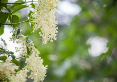 yeşil ve yağmurlu arka plan üzerinde mürver çiçekleri