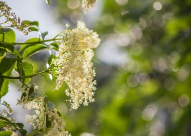 yeşil ve yağmurlu arka plan üzerinde mürver çiçekleri