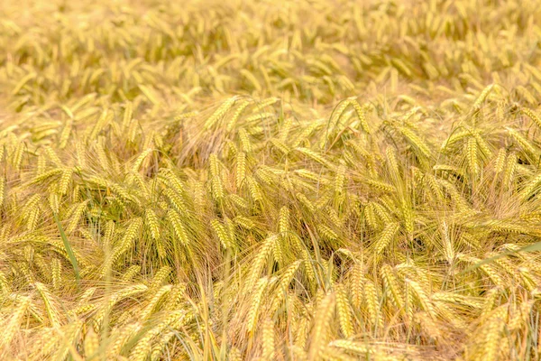 Зеленые уши ячменя крупным планом кукурузного поля — стоковое фото