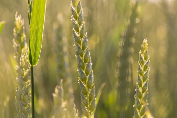 Oren van tarwe close-up in het zonlicht cornfield achtergrond — Stockfoto