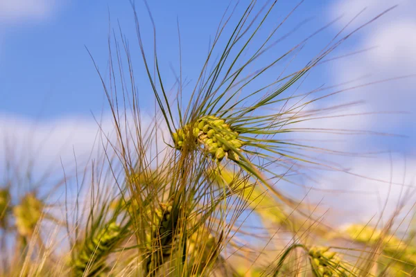 Groene korenaren gerst close-up cornfield achtergrond — Stockfoto