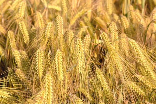 Rijpe oren van gerst close-up cornfield achtergrond — Stockfoto