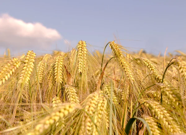 Ripe ears of barley closeup cornfield Background blue sky — Stock fotografie