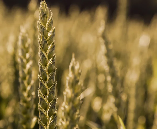 Ears of wheat closeup in the sunlight cornfield Background — Stock fotografie