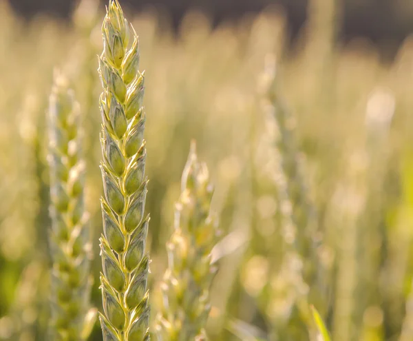 Ears of wheat closeup in the sunlight cornfield Background — Stock fotografie