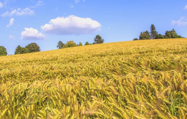Green ears of barley closeup cornfield Background — Stock Photo, Image