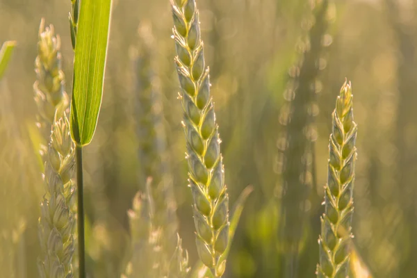 Oren van tarwe close-up in het zonlicht cornfield achtergrond — Stockfoto