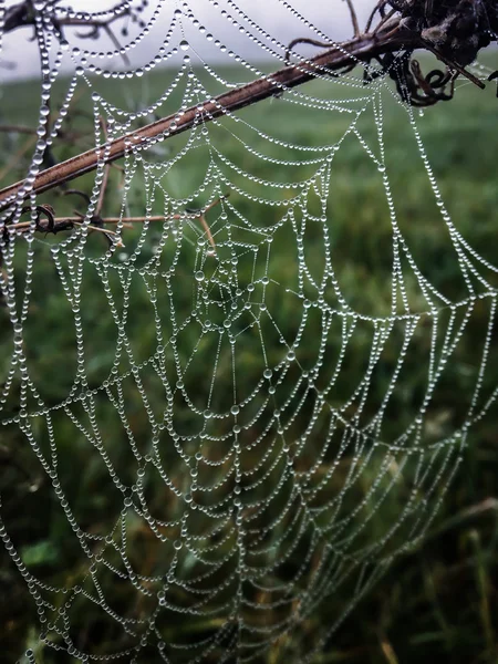 Spider web con rocío matutino de cerca los detalles de la naturaleza — Foto de Stock