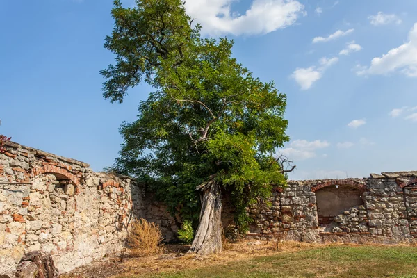 Old Tree and old wall Nature and ruins