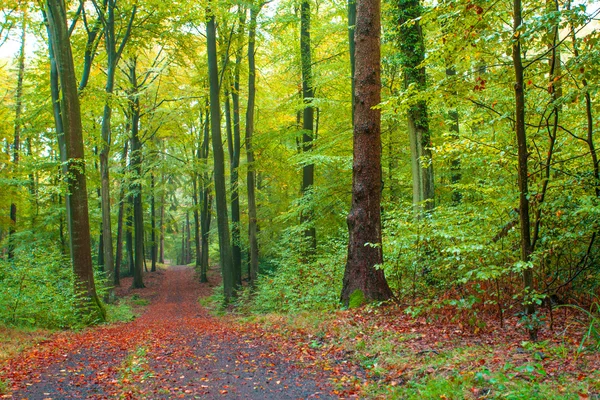 Natureza floresta de outono no Siebengebirge — Fotografia de Stock