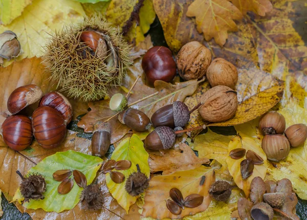 Herbst Nüsse Früchte auf bunten Blättern Hintergrund — Stockfoto