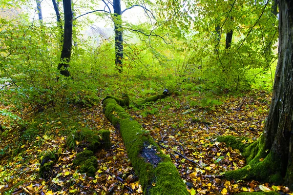 Природа осіннього лісу в на Siebengebirge — стокове фото