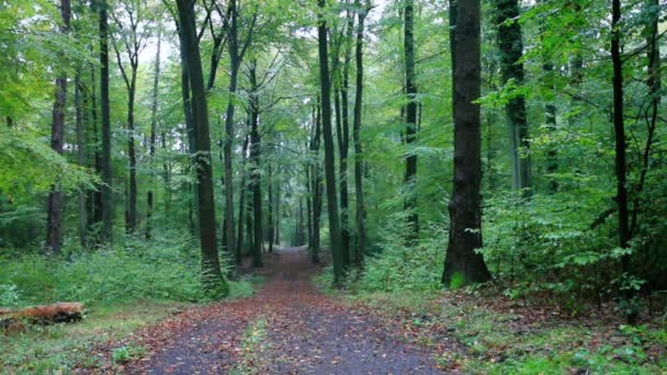 ジーベンゲビルゲで秋の雨の森風景 — ストック動画