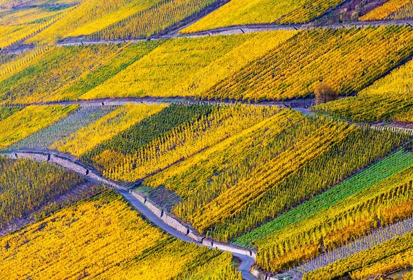 Detail view on autumn colorful Moselle vineyards